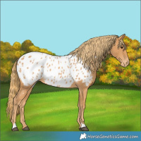 Horse Color:Chestnut Near Leopard