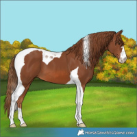 Horse Color:Chestnut Tobiano 