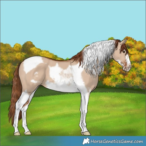 Horse Color:Red Dun Tobiano Frame