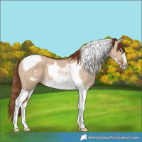 Horse Color:Red Dun Tobiano Frame 