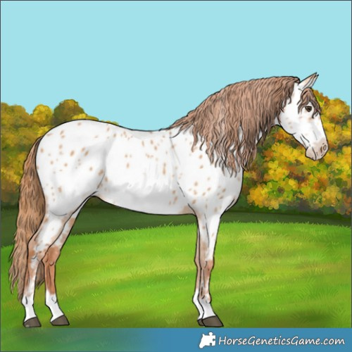Horse Color:Red Dun Frame Appaloosa 