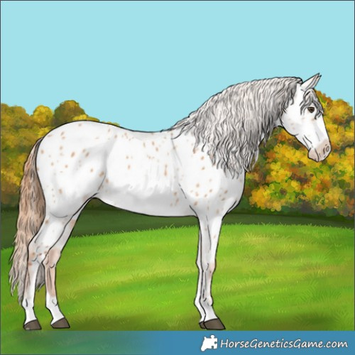 Horse Color:Red Dun Frame Near Leopard 