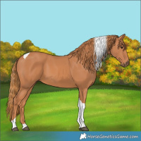 Horse Color:Chestnut Tobiano