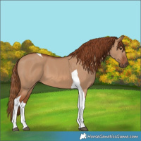 Horse Color:Red Dun Tobiano 