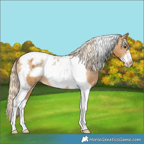 Horse Color:Palomino Tobiano Frame Appaloosa 