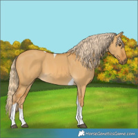Horse Color:Palomino Dun Tobiano 