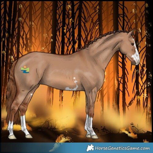 Horse Color:Red Dun 