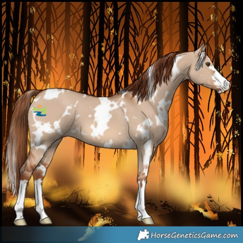 Horse Color:White Spotted Red Dun 