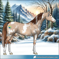 Horse Color:White Spotted Red Dun 