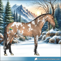 Horse Color:White Spotted Bay Dun 
