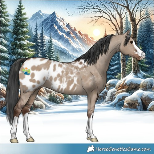 Horse Color:Liver Red Dun Appaloosa 