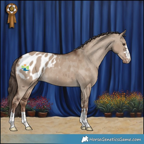 Horse Color:Liver Red Dun Appaloosa 