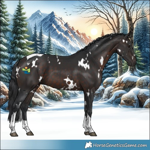 Horse Color:White Spotted Brown Tobiano 