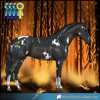 Horse Color:White Spotted Brown Tobiano 