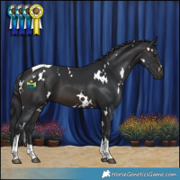 Horse Color:White Spotted Brown Tobiano 