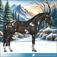 Horse Color:White Spotted Brown Tobiano 