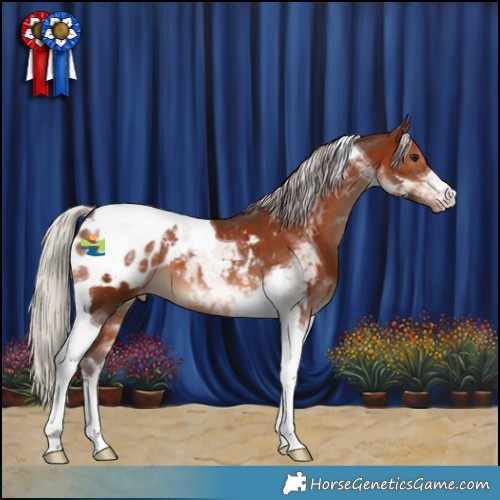 Horse Color:Silver Brown Tobiano Appaloosa 
