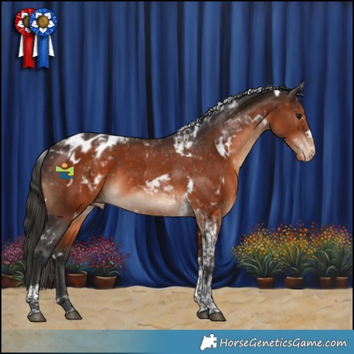 Horse Color:White Spotted Brown Tobiano Appaloosa