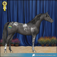 Horse Color:Black Tobiano Appaloosa 