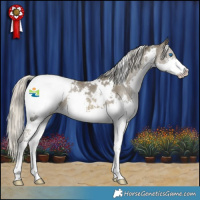 Horse Color:White Spotted Silver Smoky Black Splash Appaloosa 