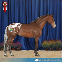 Horse Color:Silver Brown Blanket Rabicano 