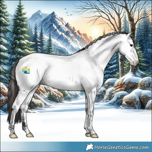 Horse Color:White Spotted Buckskin Appaloosa 