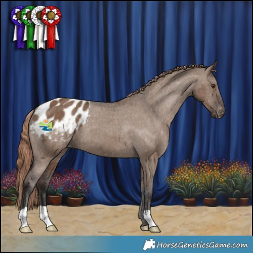 Horse Color:Liver Red Dun Appaloosa Brindle 