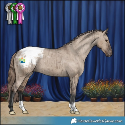 Horse Color:Liver Red Dun Appaloosa Brindle 
