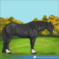 Horse Color:Black 