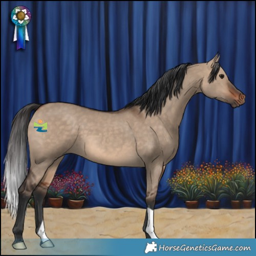 Horse Color:Bay Dun 