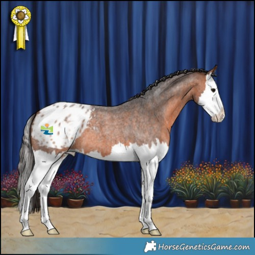 Horse Color:Bay Roan Splash Appaloosa 