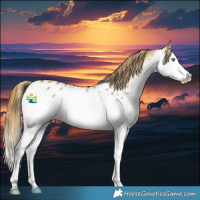 Horse Color:Buckskin Dun Splash Appaloosa 