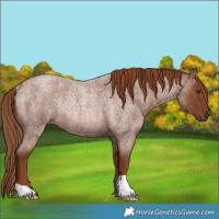 Horse Color:Red Roan Rabicano 