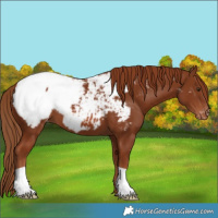 Horse Color:Chestnut Appaloosa 