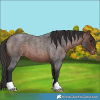 Horse Color:Brown Roan Appaloosa 