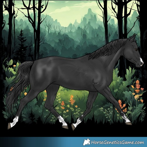 Horse Color:Black 
