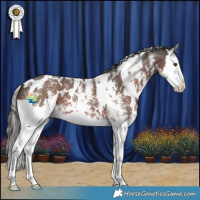 Horse Color:White Spotted Liver Chestnut Sabino Splash 