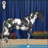Horse Color:White Spotted Black