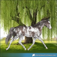 Horse Color:Platinum White Spotted Liver Chestnut Splash 