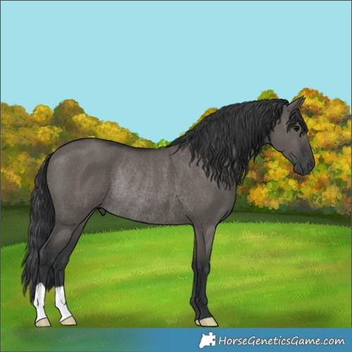 Horse Color:Grullo Rabicano 