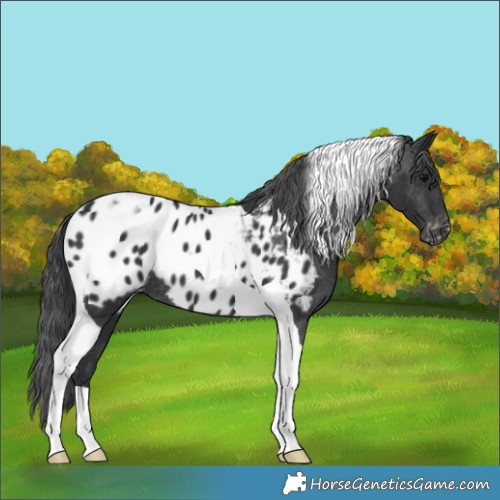 Horse Color:Black Tobiano Appaloosa 
