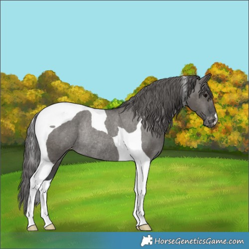 Horse Color:Grullo Tobiano Appaloosa Rabicano 