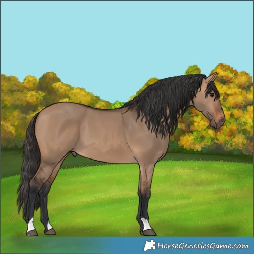 Horse Color:Bay Dun 