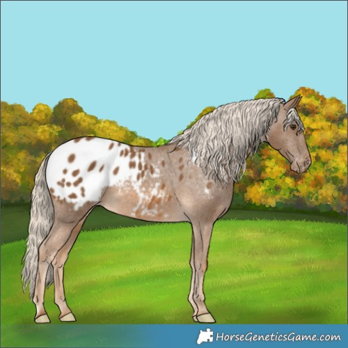 Horse Color:Chocolate Palomino Appaloosa 