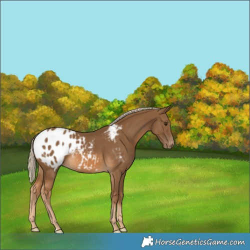 Horse Color:Chocolate Palomino Appaloosa