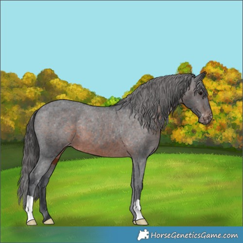 Horse Color:Brown Appaloosa 