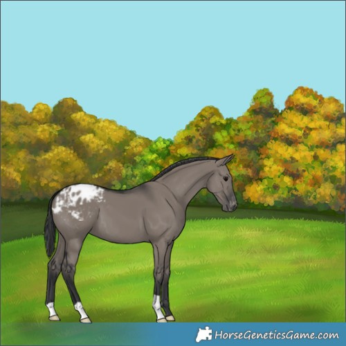 Horse Color:Grullo Appaloosa