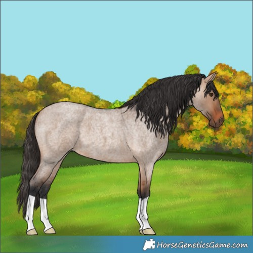 Horse Color:Bay Roan Dun 
