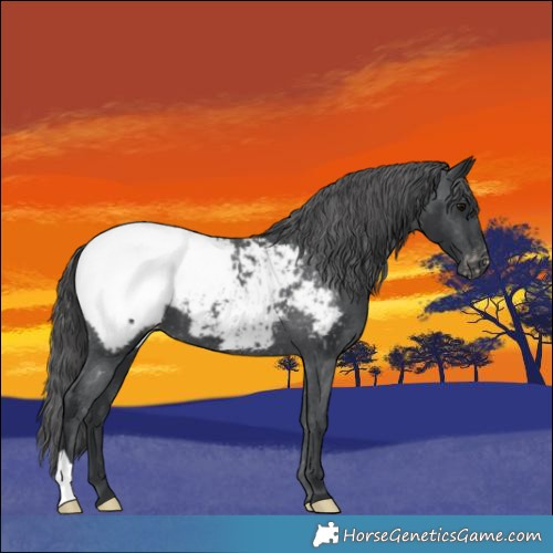 Horse Color:Black Appaloosa 