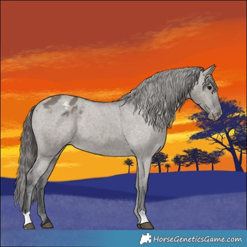 Horse Color:Grullo Appaloosa 